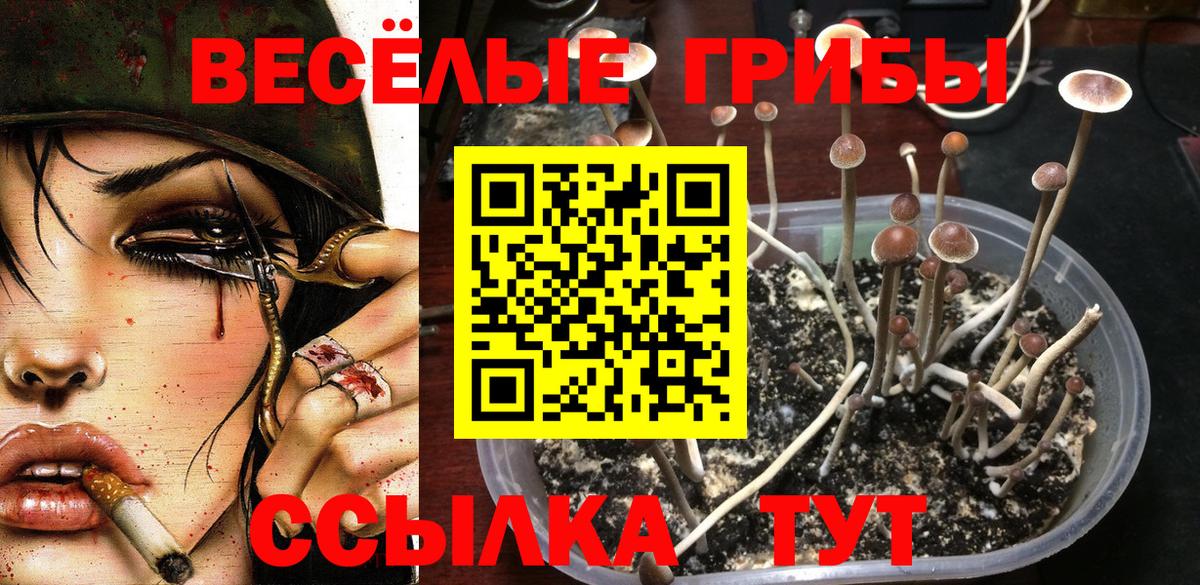 Новокузнецк  Галлюциногенные грибы Psilocybine cubensis  Псилоцибиновые грибы прущие грибы  Вход с VPN 